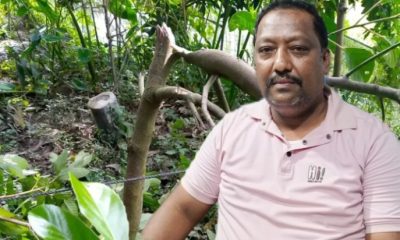 চাটখিল মোহাম্মদপুরে রাতের আঁধারে প্রবাসীর অর্ধশতাধিক গাছ কেটে দিল দুর্বৃত্তরা