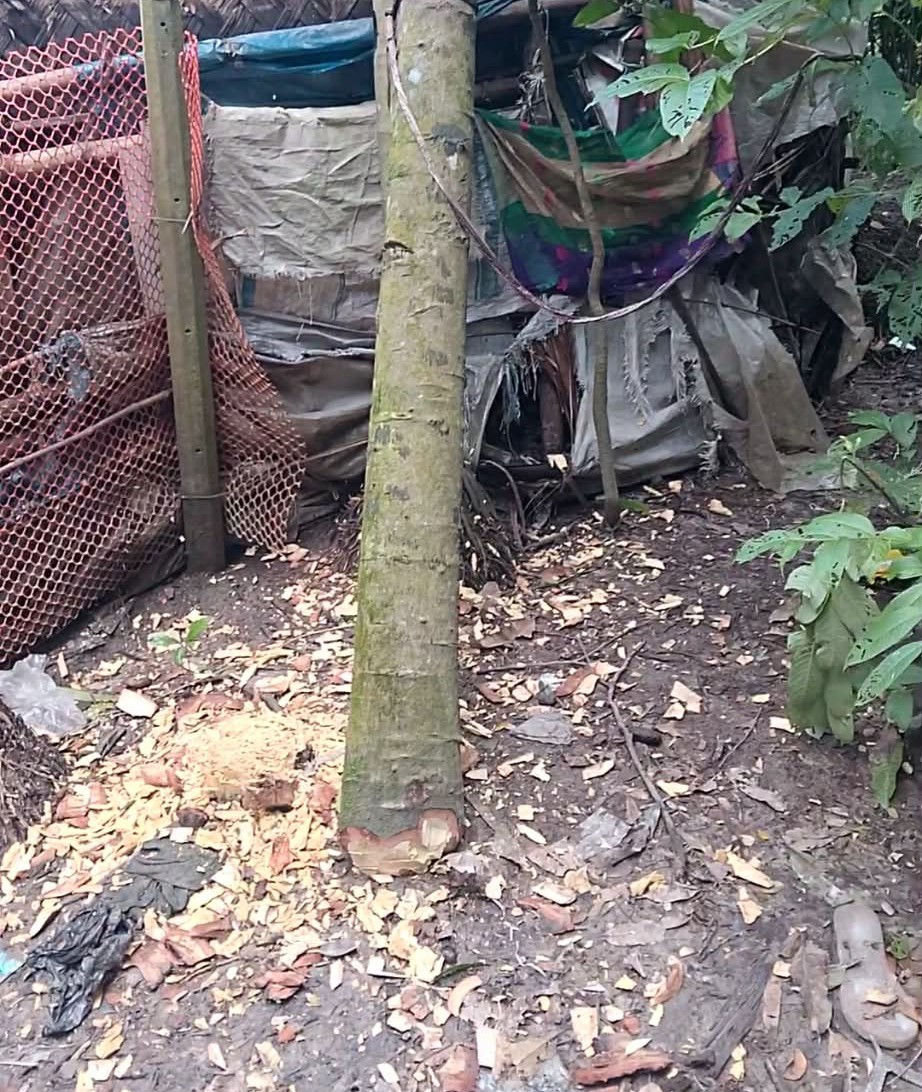 নোয়াখালী চাটখিলে জায়গা সংক্রান্ত বিরোধের জের ধরে প্রবাসীর গাছ কেটে ফেলায়- থানায় লিখিত অভিযোগ